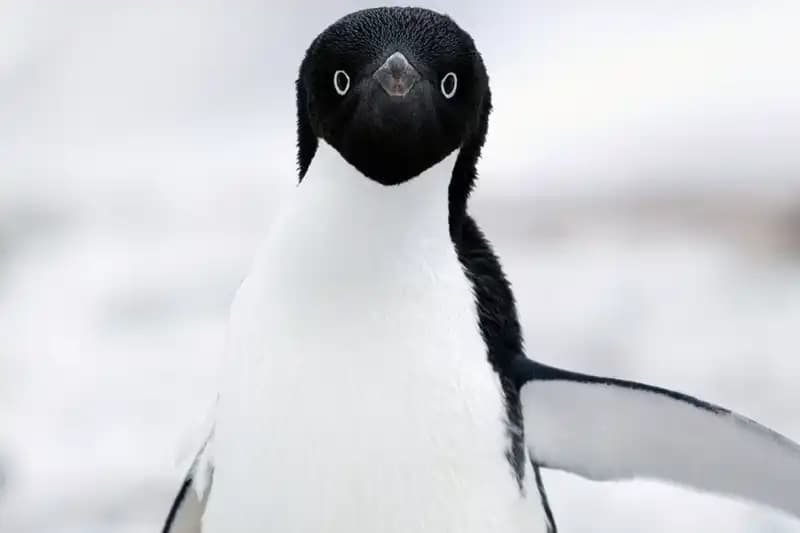 Flightless