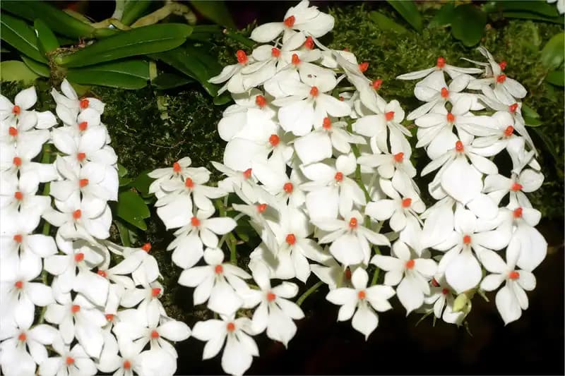 Orchid