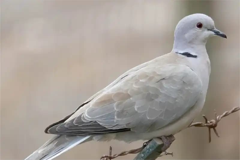 Pigeons And Doves