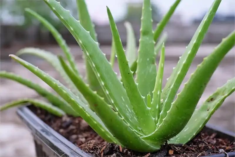 Succulents Cacti