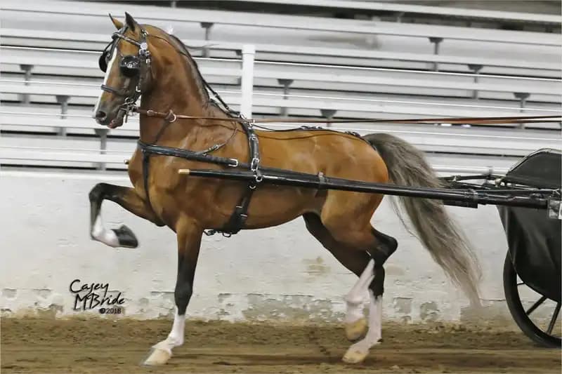 Riding Pony and Cob