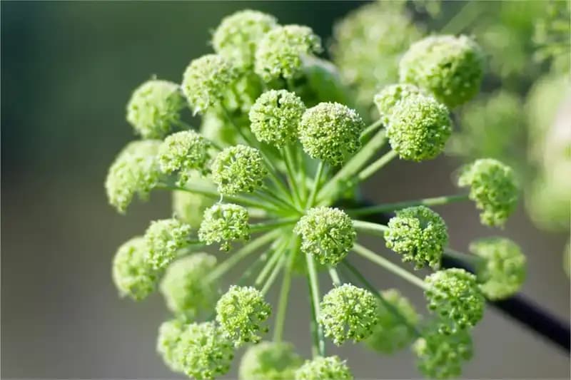 Herbs Culinary