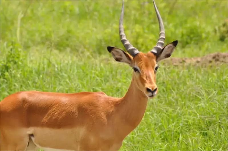 Hoofed Mammals