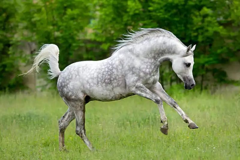 Light Horse Breeds