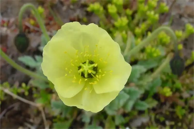 Poppies