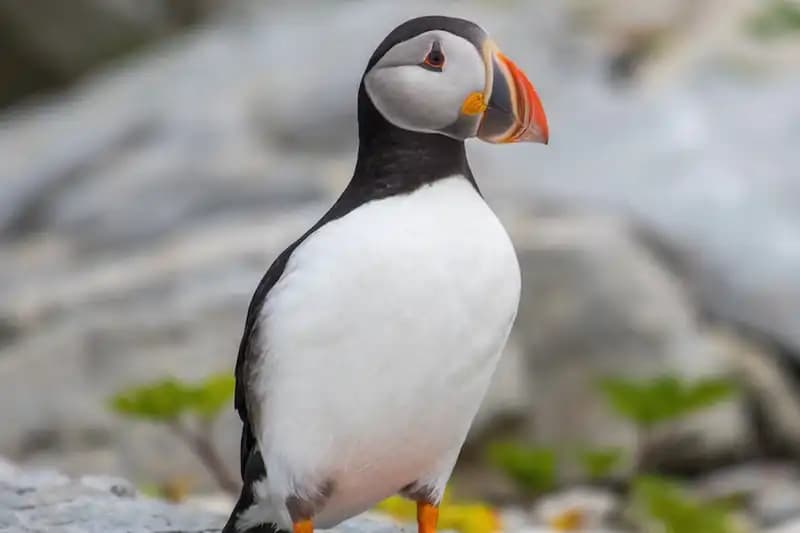 Seabirds