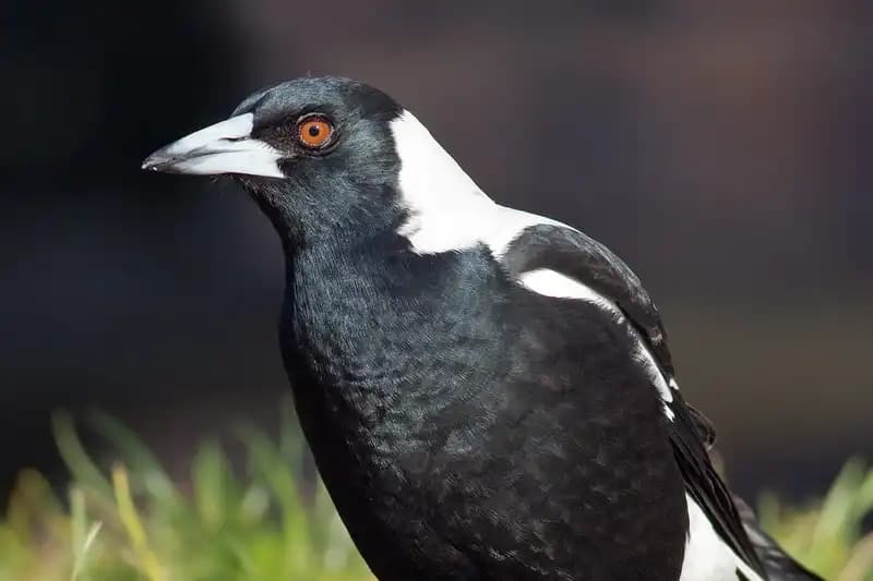 Songbirds Passerines