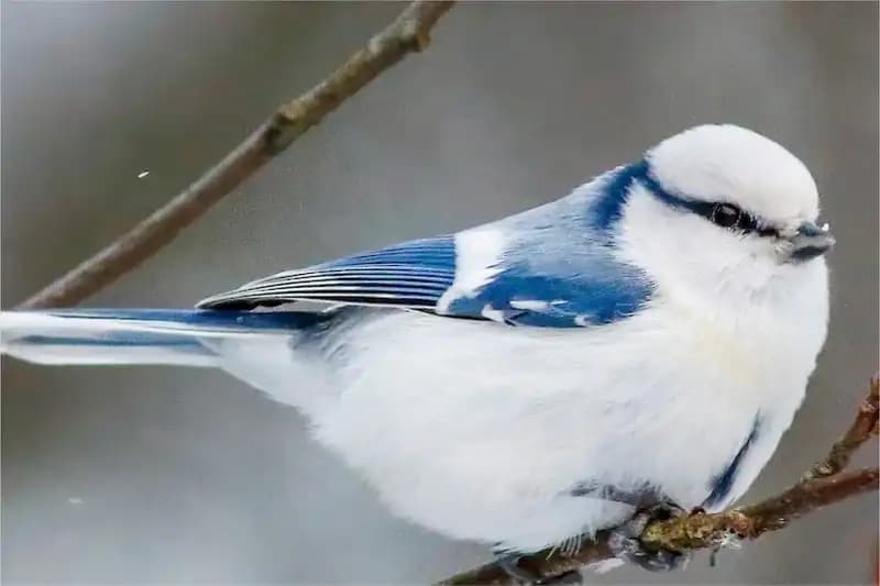 Tits
