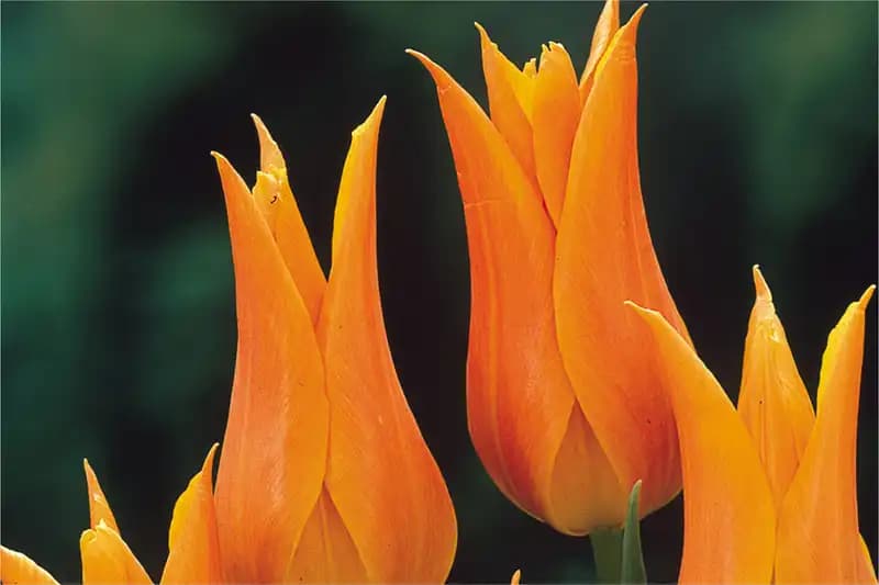 Tulips
