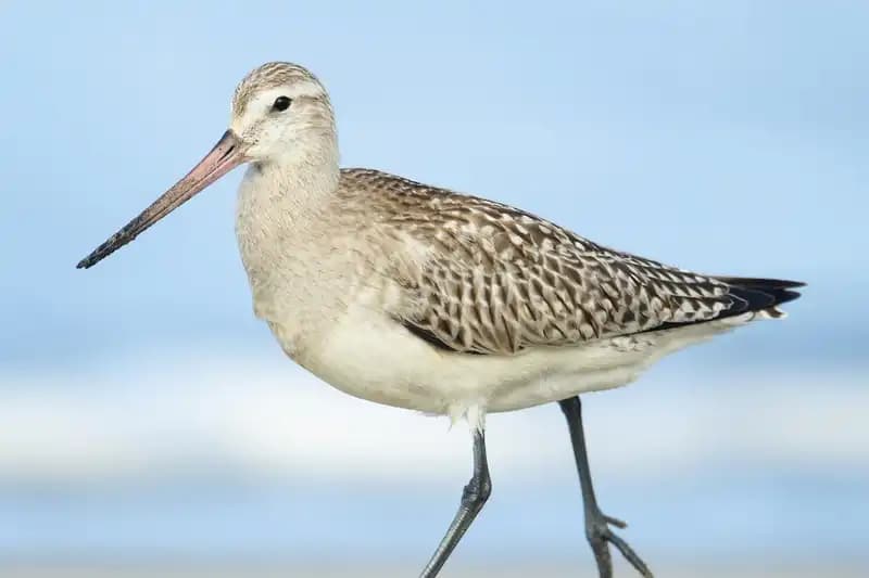 Shorebirds Waders