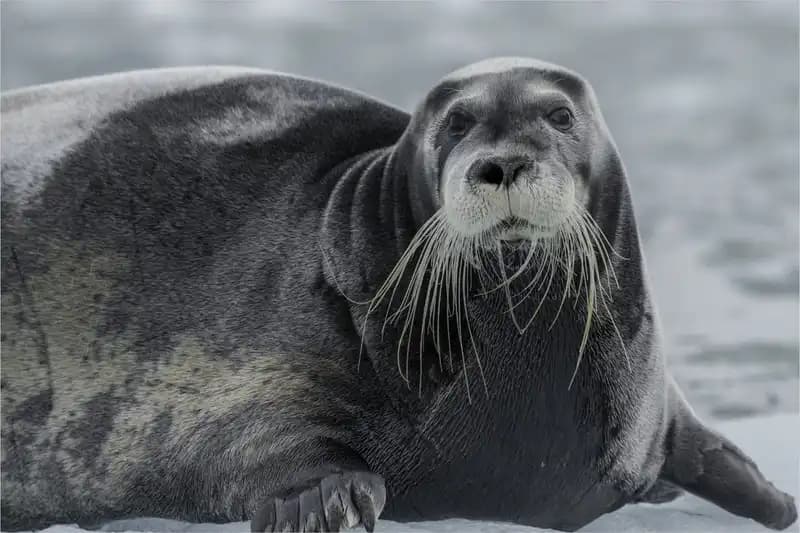 Marine mammals