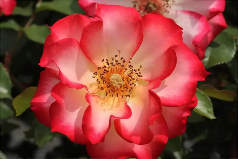 Roses