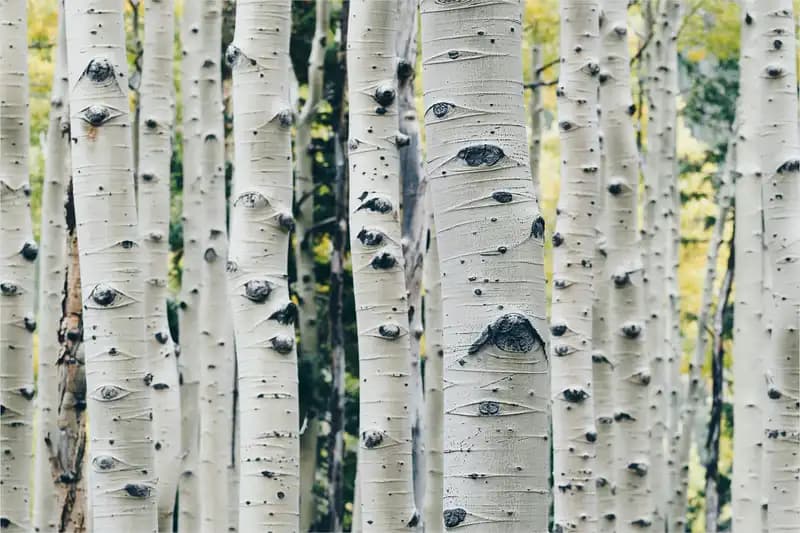 Trees