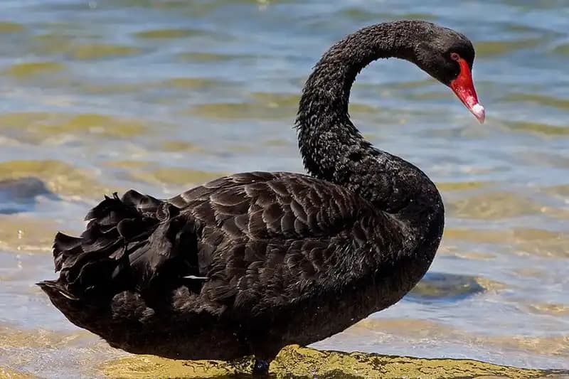 Waterfowls
