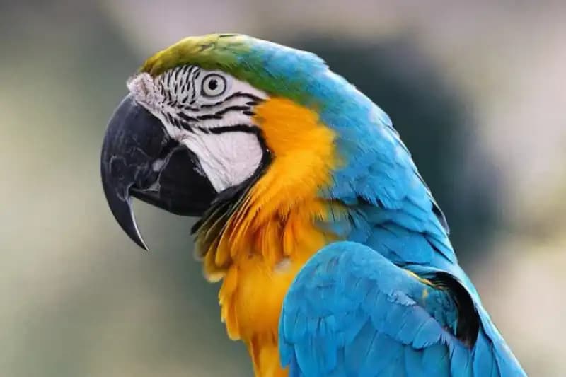 Parrots and Cockatoos