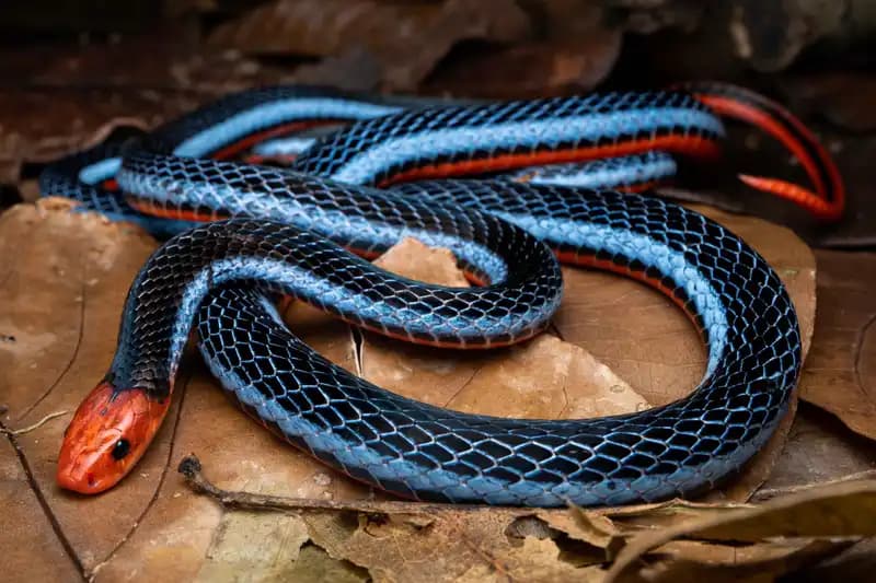 Exotic and Unique snakes
