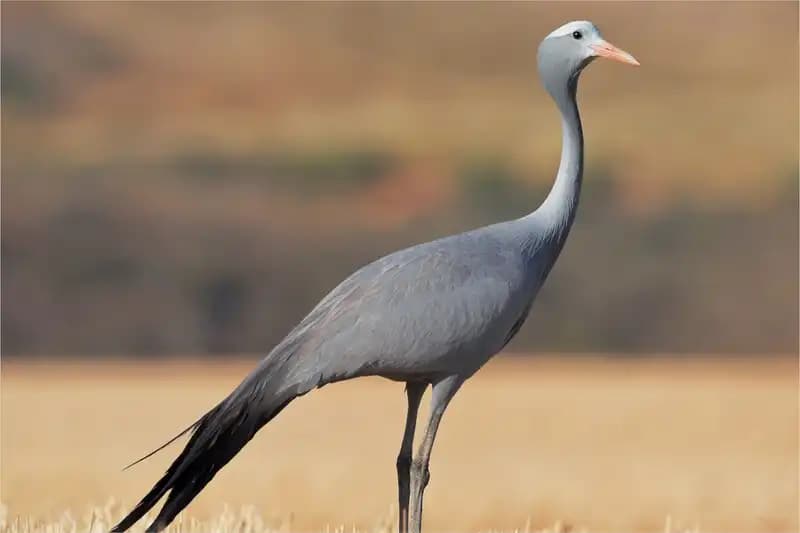 Africa endemic