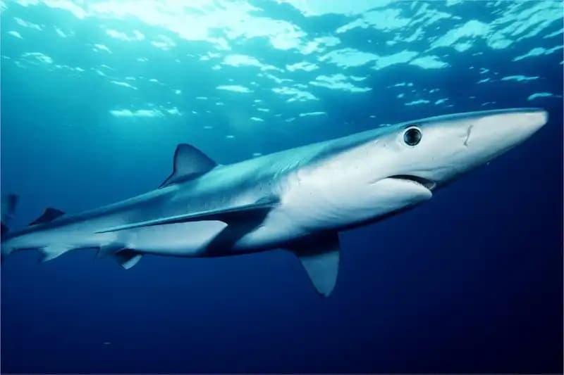 Cartilaginous Fish