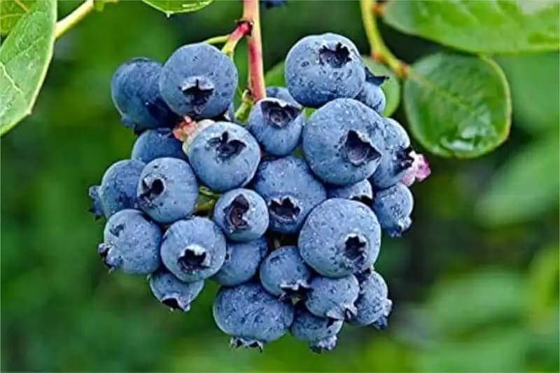 Fruits Vegetables Quiz cover