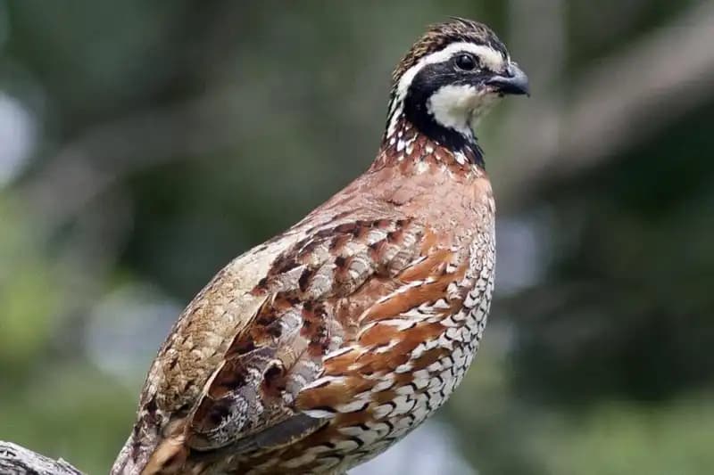 Gamebirds