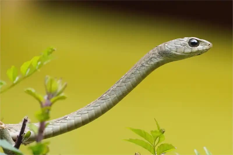 African Endemic
