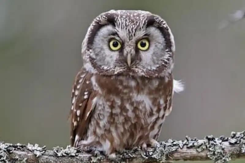 Owls and Nocturnal