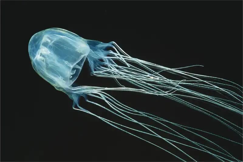 Jellyfish