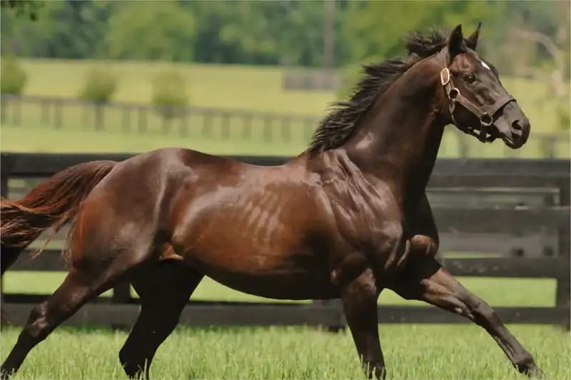 Warmblood