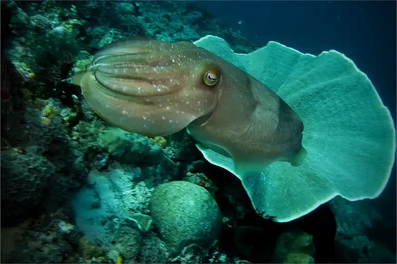 Cephalopods