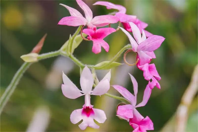 Orchids