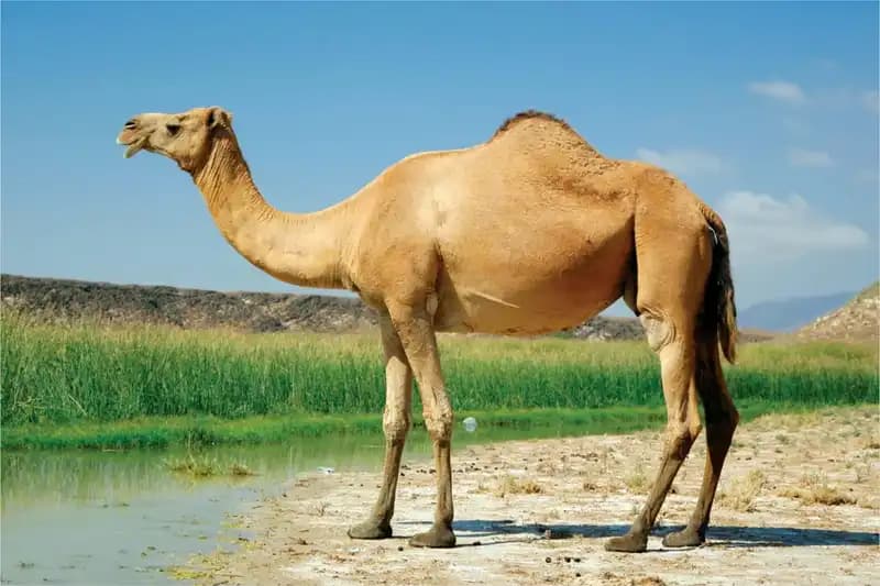 Desert