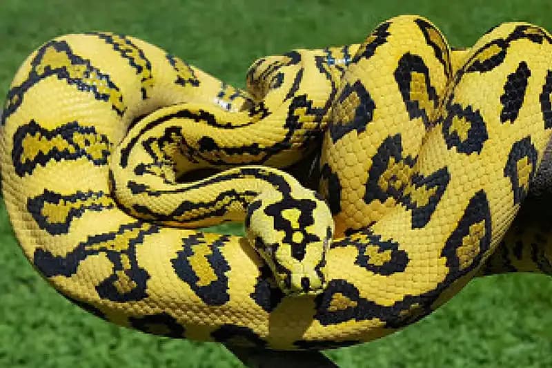 Constrictor