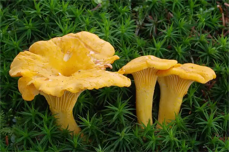 Edible