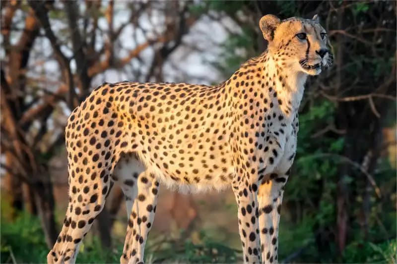 Big Cats and Wild Canids