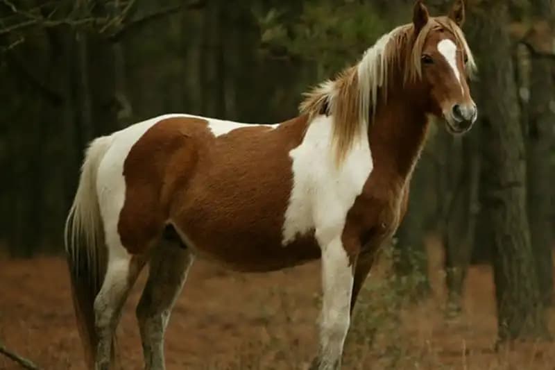 Pony Breeds