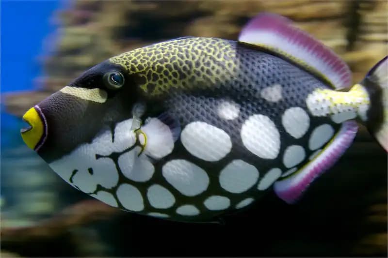 Coral Reef Fishes