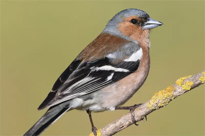 UK Endemic