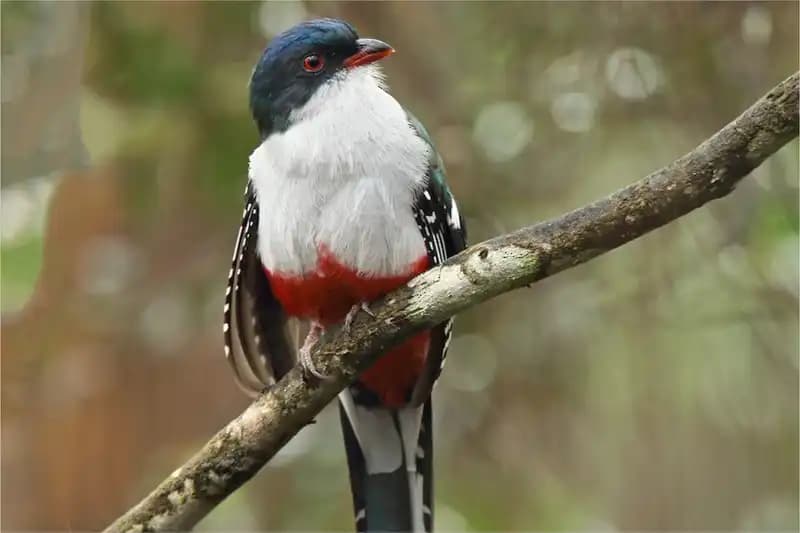 Caribbean Endemic