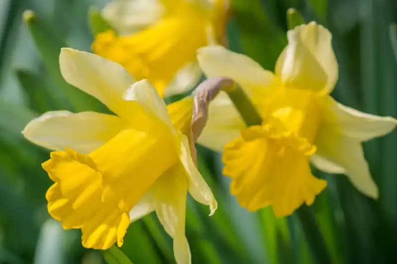 Flowering