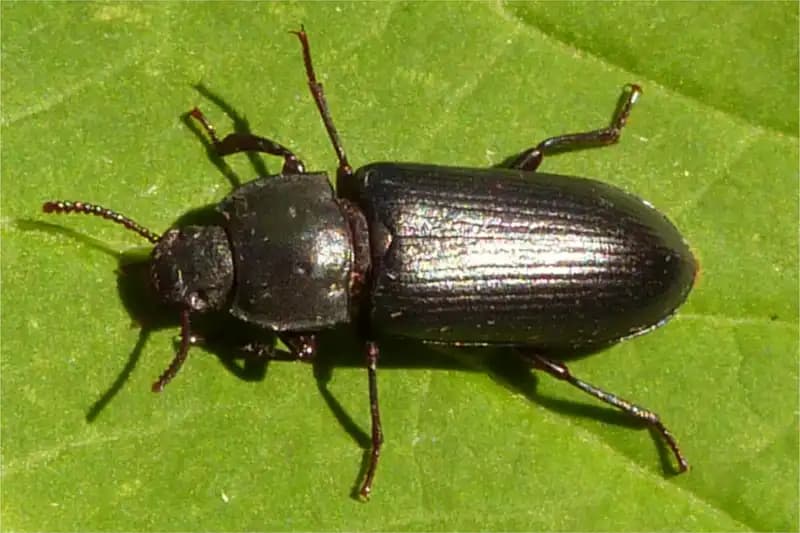 Insects