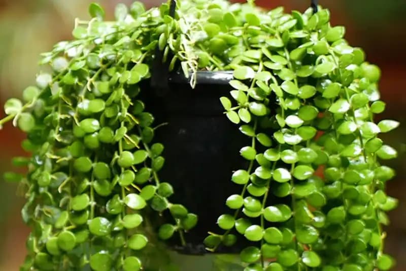 Epiphytes