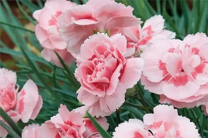 Carnations