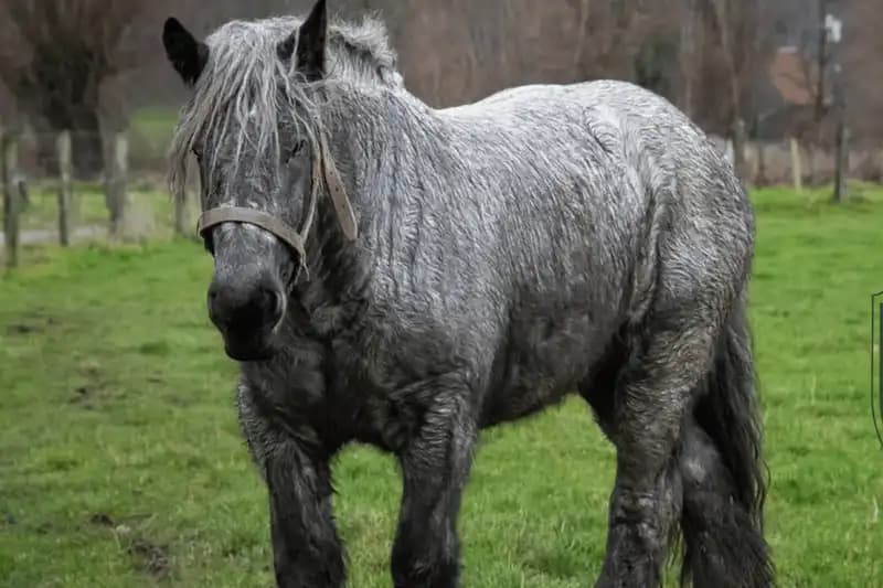 Draft Horses Breeds