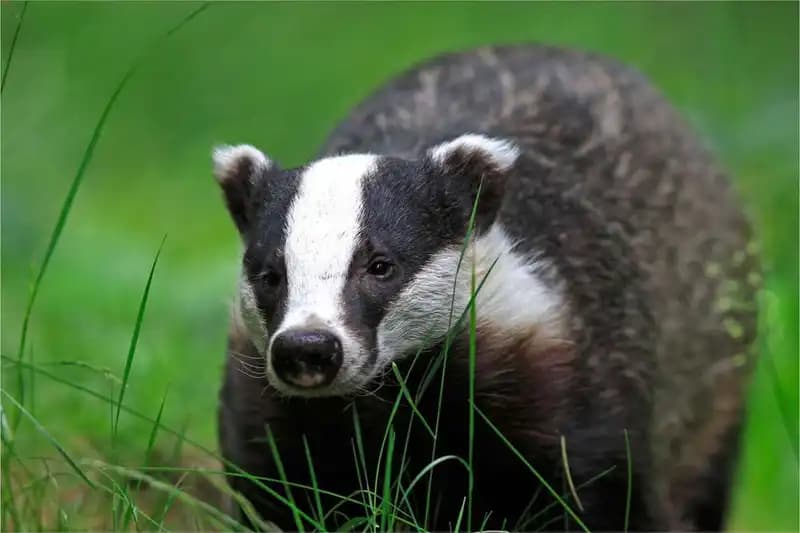Bears an Mustelids