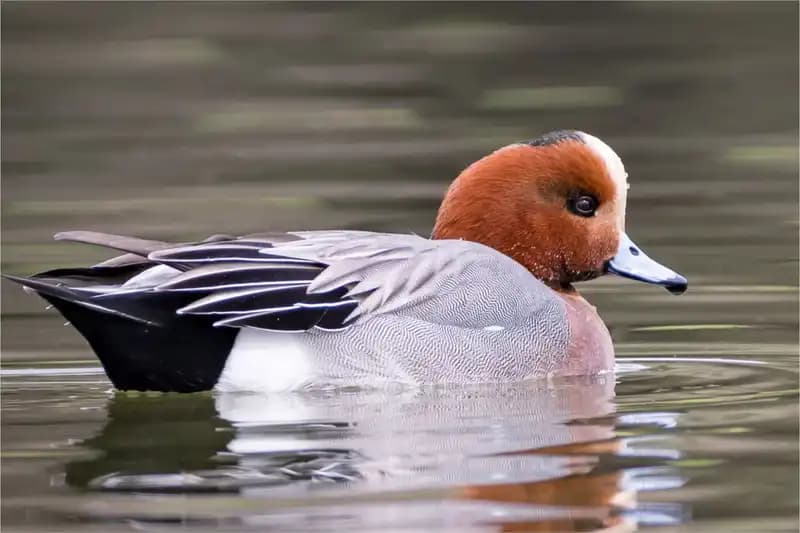 Ducks And Geese