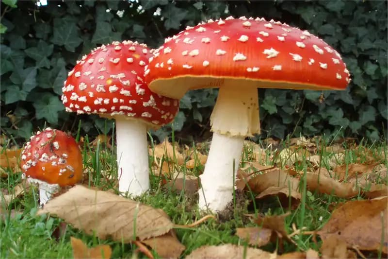 Mushrooms Quiz cover