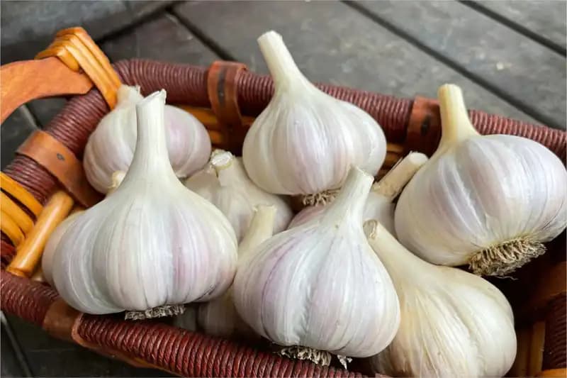 Alliums Aromatic
