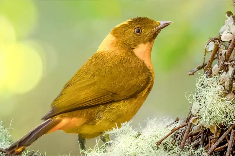 Australia Endemic