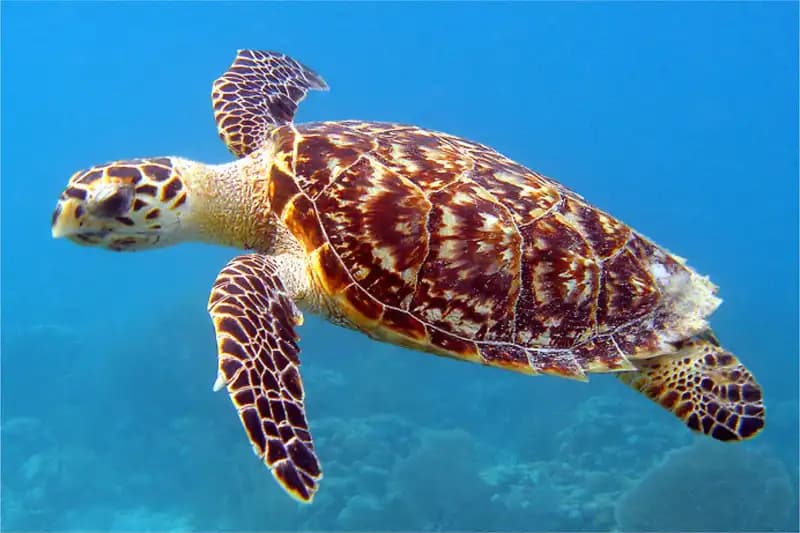 Sea Turtles