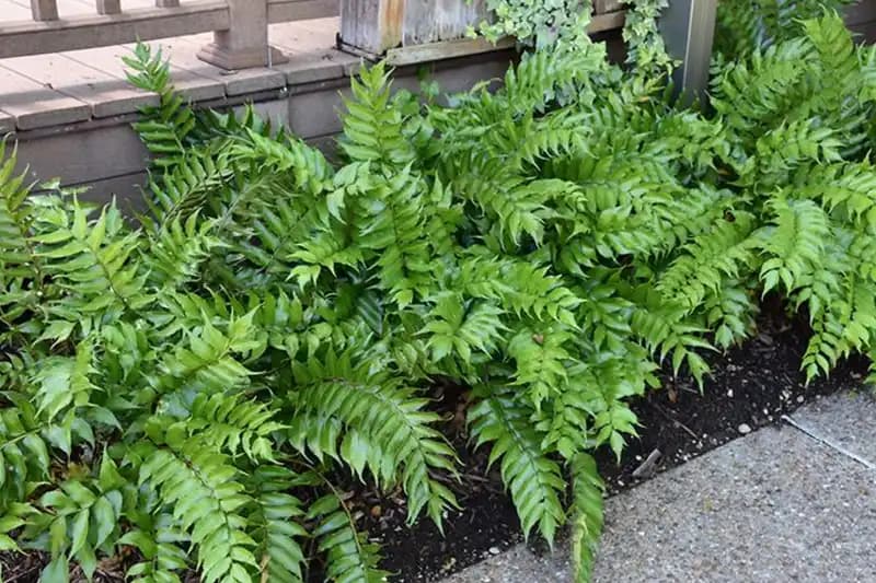 Ferns Non Flowering